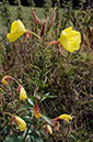Evening-primrose_Large-flowered_LP0381_78_Haxted